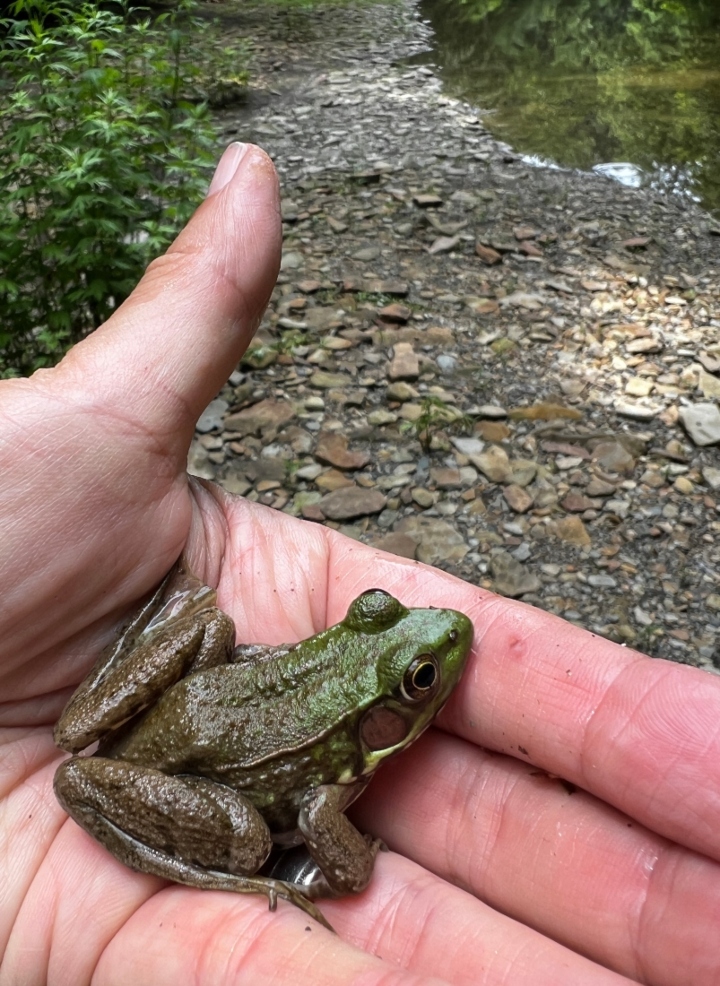 Green Frog